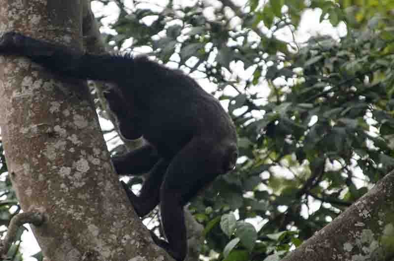 16 - Chimpance - parque nacional de Nyungwe - Ruanda